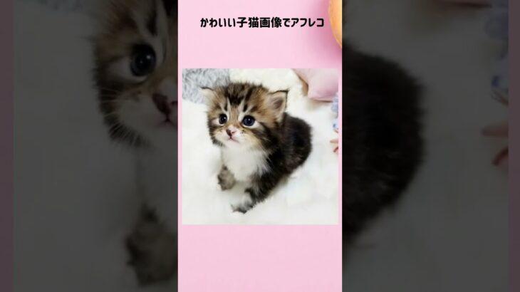 【再掲】写真で一言にアフレコしてみた…!!【かわいい子猫編】 #shorts #cat #kawaii  #ネコ  #アフレコ