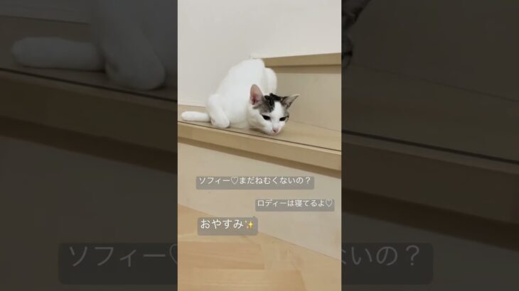 #shorts #おやすみ  #猫#catlover #ロディーアンドソフィー #癒し猫 #回転猫　#おもしろ動画 #かわいい猫