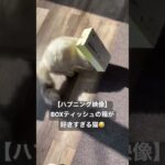 【閲覧注意】箱ネコ😱 #猫 #衝撃映像  #ハプニング #猫動画 #ペット #tiktok #shorts