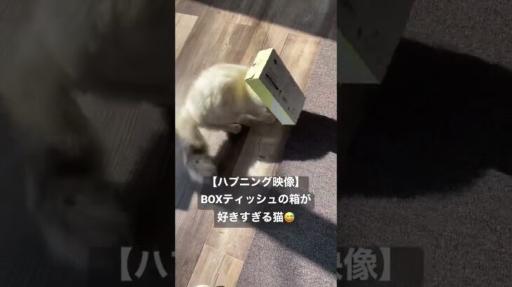 【閲覧注意】箱ネコ😱 #猫 #衝撃映像  #ハプニング #猫動画 #ペット #tiktok #shorts