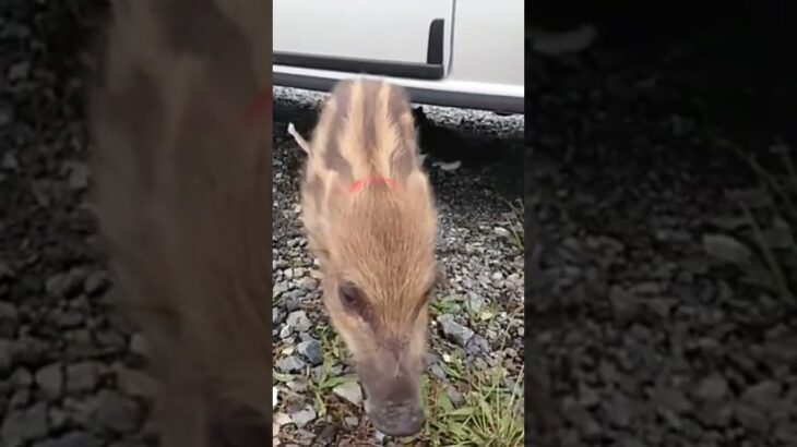 〖奇跡〗うり坊が引き寄せた子猫救助(* ॑ᵕ  ॑*  )♥（ミルク猫ボランティア記録）