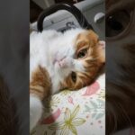 可愛い猫 くねくね 癒し ほっこり ほのぼの のんびり 保護猫のいる暮らし 猫の恩返し