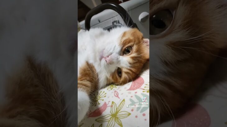 可愛い猫 くねくね 癒し ほっこり ほのぼの のんびり 保護猫のいる暮らし 猫の恩返し