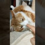 可愛い猫 うとうと 癒し猫 保護猫のいる暮らし 猫の恩返し ふわふわ