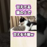 甘えてる先輩猫の上で甘える子猫ｗ