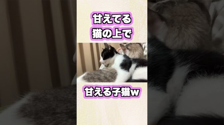 甘えてる先輩猫の上で甘える子猫ｗ