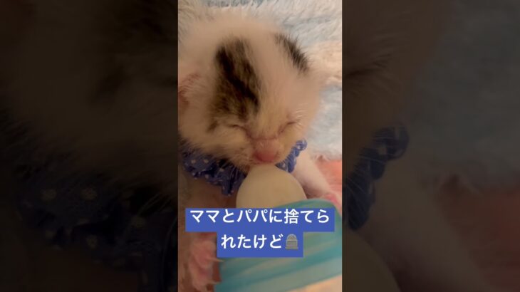 神さま、もう少しだけ‼️ #保護猫 #可愛い子猫