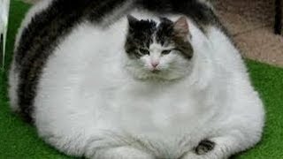 【面白い動画】最高におもしろ 猫のハプニング, 失敗動画集・かわいい猫