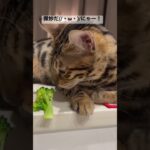 ベンガル子猫にブロッコリーあげてみた