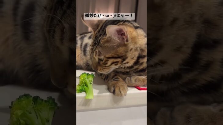 ベンガル子猫にブロッコリーあげてみた