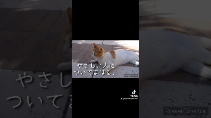 #朗読　#猫　#癒しボイス　#室生犀星　#ナレーター