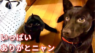 【子猫が大興奮！視聴者さんからのプレゼント開封したらすごいことになっとります…】