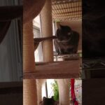 飼い主に喧嘩がばれたのを誤魔化す猫