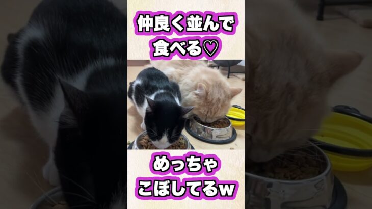 猫が食べてる姿はずっと見てられる。