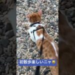 お散歩さいこうニャ😸🍀 #保護猫 #可愛い子猫