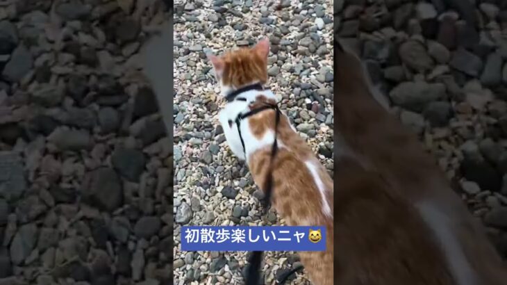 お散歩さいこうニャ😸🍀 #保護猫 #可愛い子猫