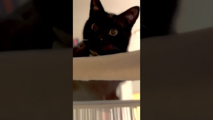 【黒猫】癒し動画