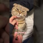 【癒し注意】今にも寝落ちしそうな猫w #shorts