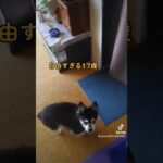 【シニア犬動画】飼い主さんの声入りでハプニング　#シニア犬　#若見え　#老犬　#ハプニング　#いたずら　#17歳　#お友達　#幸せ