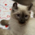 【生ライブ】5成猫＋オオヤマネコのそり耳子猫ライブ配信😸5 Cats & 2 Lynx Kittens Live Stream✨5 gatos en vivo✨고양이 5마리 라이브 스트리밍
