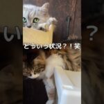 90度曲がりたい猫。よく喋る猫。#shorts #ねこ #おもしろ動画 #癒し #cat #かわいい