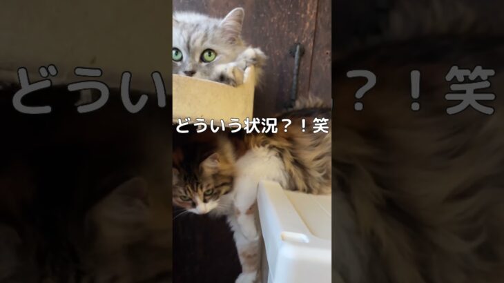 90度曲がりたい猫。よく喋る猫。#shorts #ねこ #おもしろ動画 #癒し #cat #かわいい