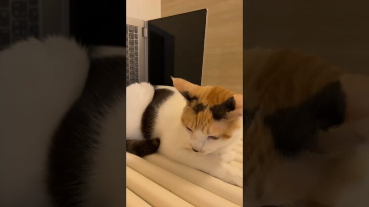 【癒し猫】のんたんがMicrosoftAzureを勉強しない