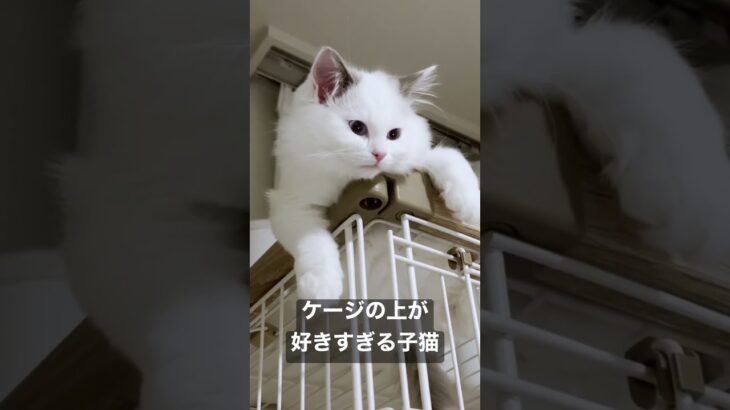 Vlog #29｜ケージの上が好きすぎる子猫 #shorts #テミー #ラグドール #猫 #子猫 #アンダーテール