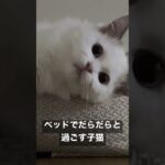 Vlog #37｜ベッドでだらだらと過ごす子猫 #shorts #テミー #ラグドール #猫 #子猫 #アンダーテール