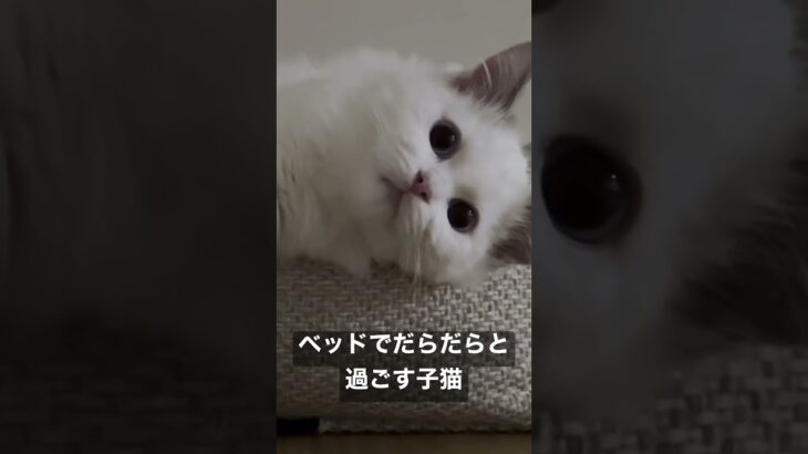 Vlog #37｜ベッドでだらだらと過ごす子猫 #shorts #テミー #ラグドール #猫 #子猫 #アンダーテール