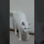 白猫のおもしろねこ動画まとめ White cat’s funny cat video summary #shorts #short #japanvideography