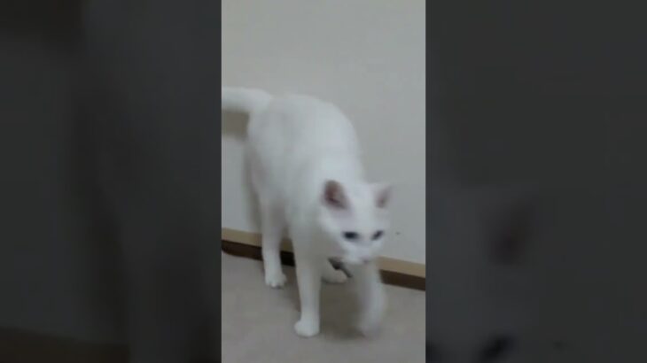 白猫のおもしろねこ動画まとめ White cat’s funny cat video summary #shorts #short #japanvideography