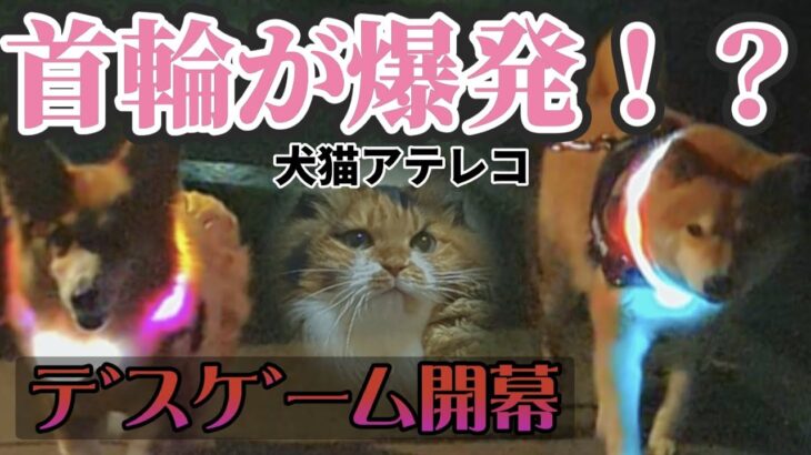 【犬猫アテレコ】ピカピカ首輪で愉快な散歩 and 落ち込む犬と猫