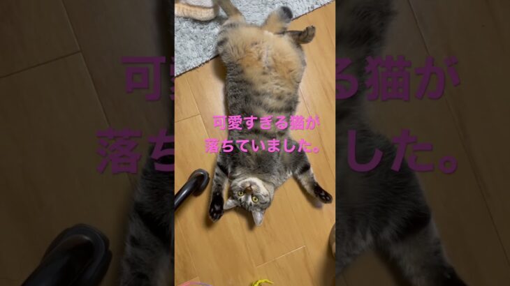 無防備な猫が落ちていました。 #かわいい #cat #たぬき #ねこのいる生活 #保護猫 #子猫