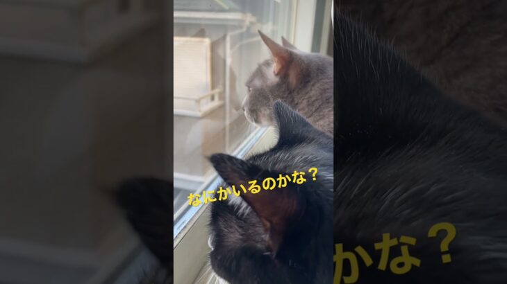 夕方に猫ちゃんが窓から外を見てました…🌇# #cat #おもしろ動画 #catlover #かわいい #cute #ネコ #猫動画 #catvideos #猫#たそがれ # #funnycat