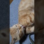 たまらなく可愛いやり方の🐈ずっと見ていたい😆　　　　　　　#猫動画 #かわいい #猫 #cat #癒し #shorts #cute #猫の日常　#猫のいる生活 #猫好き #マンチカン #おもしろ動画