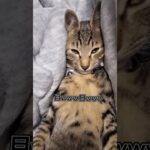 子猫の寝落ち前の顔が… #fannyvideo #cat #cats #猫 #猫のいる暮らし  #shorts