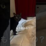 もう寝るの？可愛すぎる黒猫　#猫動画 #猫かわいい #shorts