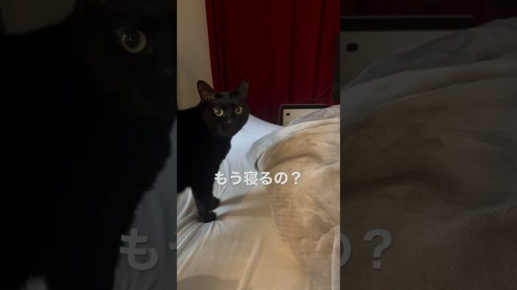 もう寝るの？可愛すぎる黒猫　#猫動画 #猫かわいい #shorts