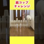 紙コップチャレンジをする猫 #shorts