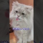 人の手から水を飲む猫🐱#shorts # #cat #猫 #おもしろ動画 #かわいい