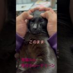 黒猫ヘッドスパ　毎日のルーティーン　#shorts  #cat #かわいい子猫 #ねこすきさんと繋がりたい