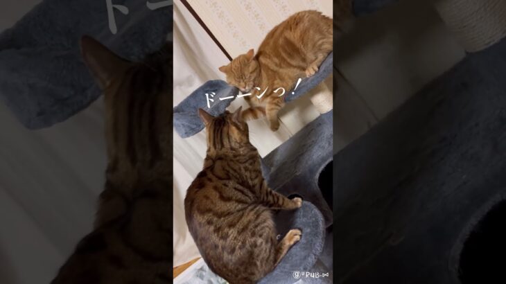 茶色と茶色の戦い #shorts #cats #ねこ ショートかわいい猫動画