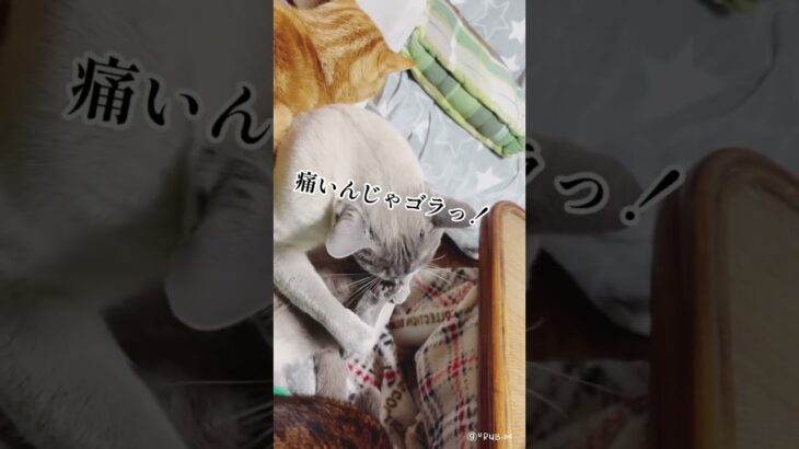 足がつるハプニング猫 #shorts #cats #cat ショートかわいいねこ動画