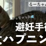 【保護猫】るーちゃん避妊手術でハプニング発生
