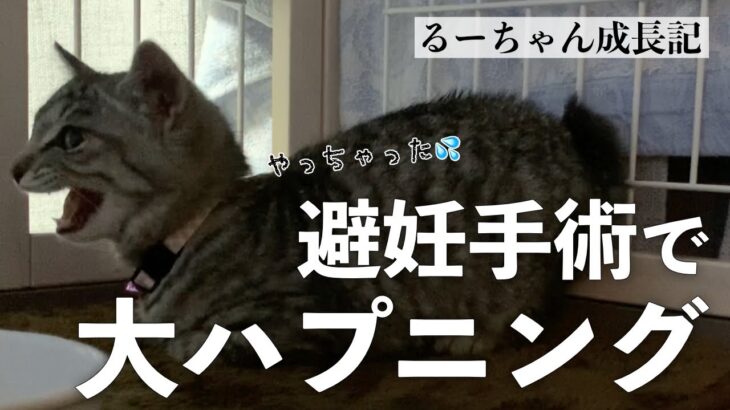 【保護猫】るーちゃん避妊手術でハプニング発生