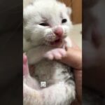 開眼するスコティッシュフォールドの子猫#スコティッシュフォールド #猫 #子猫