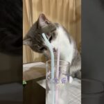 ただの猫#仔猫#保護猫#癒し#ほっこり