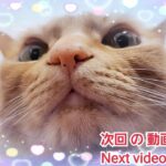 むぎっちゅ☆次回の動画の予定♡まったり猫のハプニング🤣♡