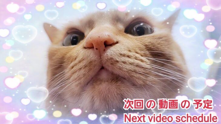 むぎっちゅ☆次回の動画の予定♡まったり猫のハプニング🤣♡